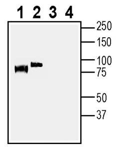 Anti-Taste Receptor Type 1 Member 3 (TAS1R3) (extracellular) Antibody - Carrier Free