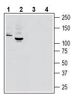 Anti-MERTK (extracellular) Antibody - Carrier Free