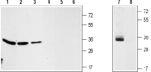 Anti-VDAC Antibody - Carrier Free