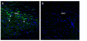 Anti-Oxytocin Receptor Antibody