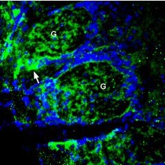 Anti-ZnT1 (SLC30A1) Antibody