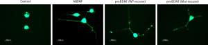 Recombinant mouse proBDNF (cleavage resistant) protein