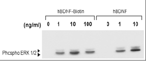 human BDNF-Biotin