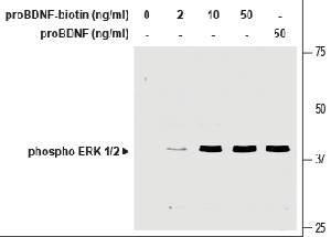 human proBDNF-Biotin