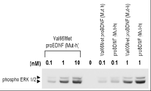 Recombinant human Val66Met proBDNF (cleavage resistant) protein