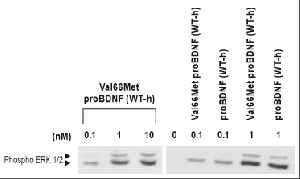 Recombinant human Val66Met proBDNF protein