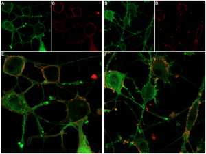 ω-Conotoxin MVIIC-ATTO Fluor 647N