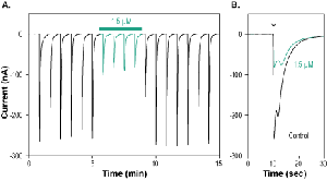 α-Conotoxin ImI-ATTO Fluor-590
