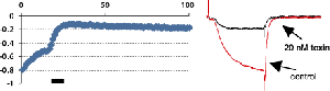 ω-Conotoxin GVIA