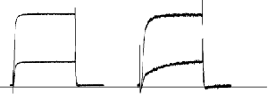 β-Dendrotoxin