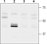 GNF 5837