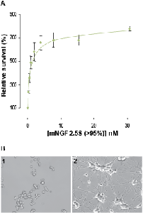 Native mouse NGF 2.5S protein (>95%)