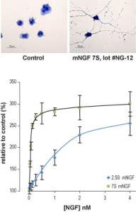 Native mouse NGF 7S protein