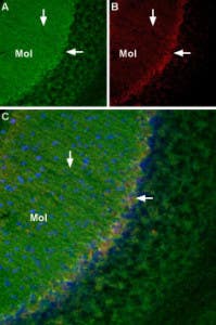 mouse NGF 2.5S-Biotin