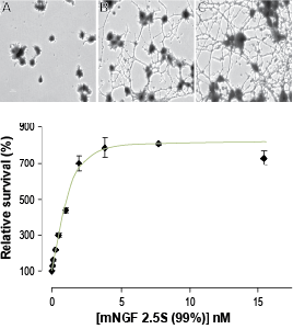 Native mouse NGF 2.5S protein (99%)