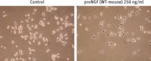 Recombinant mouse proNGF protein