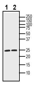 proBDNF Positive Control for Western Blot