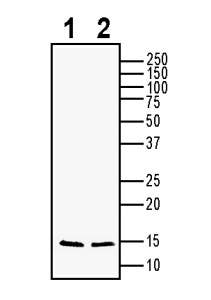 BDNF Positive Control for Western Blot