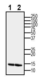 GDNF Positive Control for Western Blot