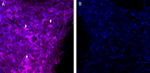 Rabbit IgG Isotype Control-ATTO Fluor-633