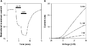 Agitoxin-1