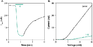 Agitoxin-2