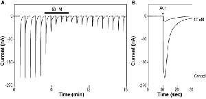 α-Conotoxin EIIB