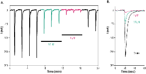 α-Conotoxin EI