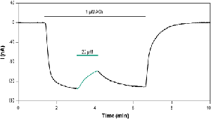 α-Conotoxin AuIA