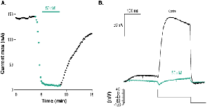 Ergtoxin-1