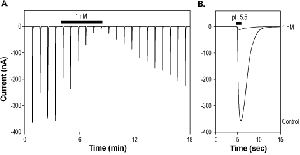 Hm3a Toxin