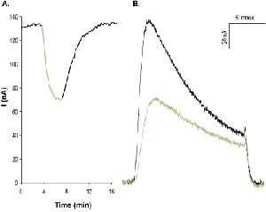 Heteropodatoxin-2