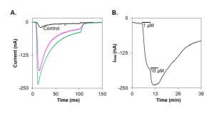 ɩ-Conotoxin RXIA