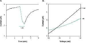 Scyllatoxin
