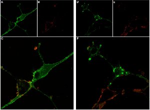 Stichodactyla Toxin-ATTO Fluor-590