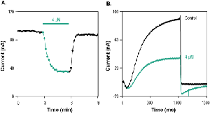 SsTx Toxin