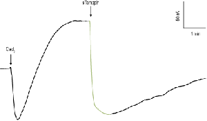 Tamapin