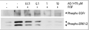 Tyrphostin AG 1478