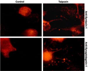 Taipoxin