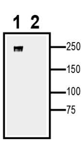 Na<sub>V</sub>1.1 XenoBlot&trade; Positive Control