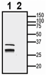 AQP4 XenoBlot&trade; Positive Control