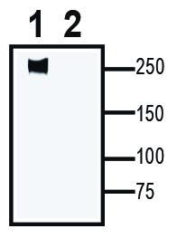Na<sub>V</sub>1.5 XenoBlot&trade; Positive Control