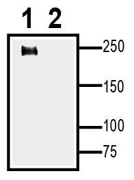 Na<sub>V</sub>1.7 XenoBlot&trade; Positive Control