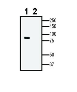 TRPV1 XenoBlot&trade; Positive Control