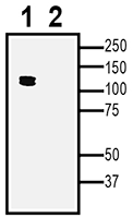 K<sub>Ca</sub>1.1 XenoBlot&trade; Positive Control