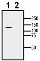 TRPA1 XenoBlot&trade; Positive Control