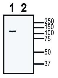 TRPC6 XenoBlot&trade; Positive Control