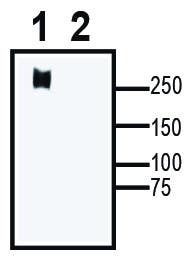 Ca<sub>V</sub>3.1 XenoBlot&trade; Positive Control