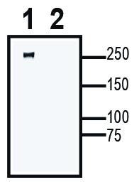 Na<sub>V</sub>1.2 XenoBlot&trade; Positive Control
