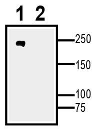 Na<sub>V</sub>1.8 XenoBlot&trade; Positive Control